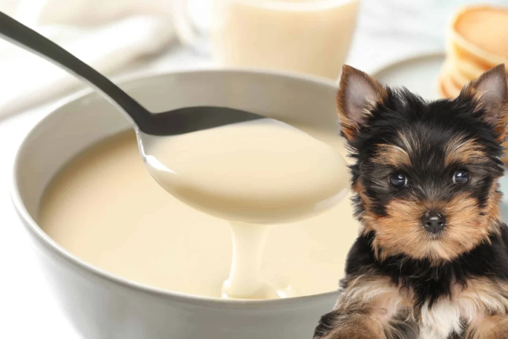 Cachorro Pode Comer Maizena