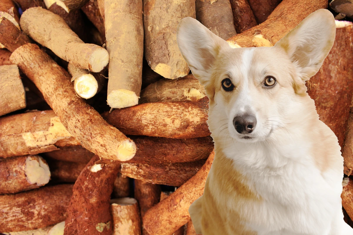 Cachorro Pode Comer Mandioca