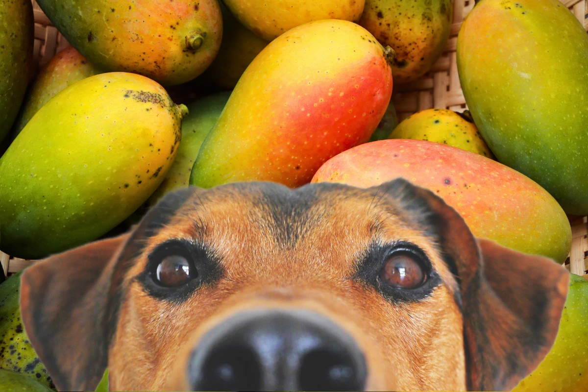 Cachorro Pode Comer Manga