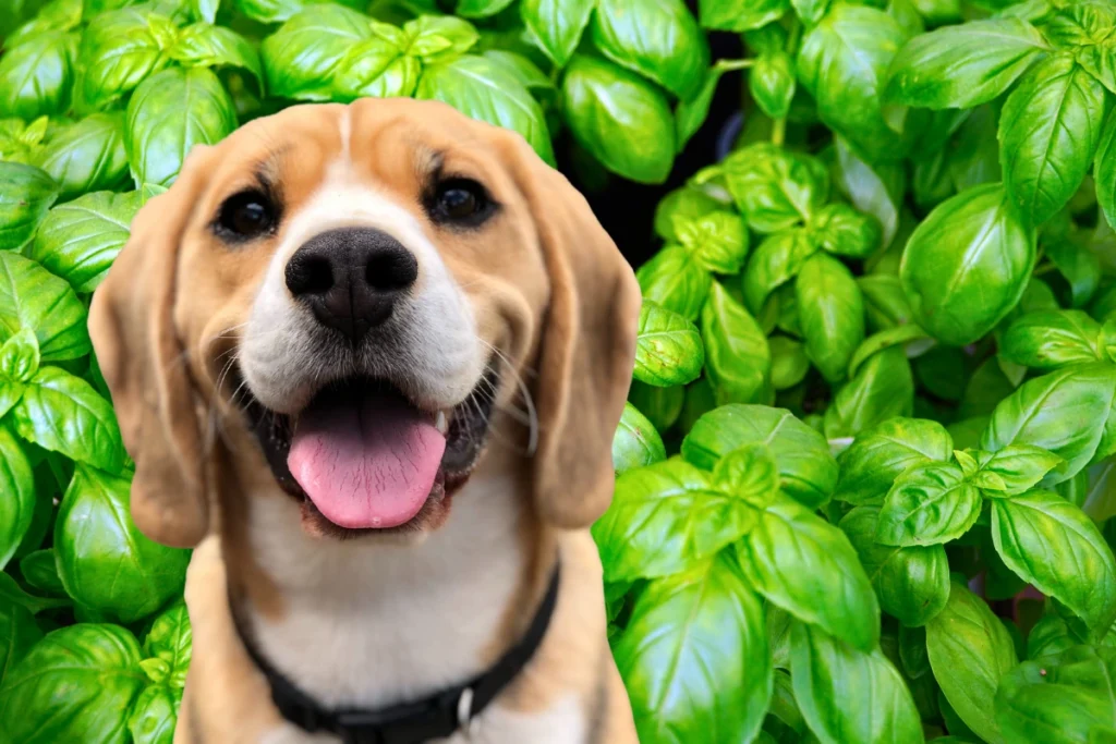 Cachorro Pode Comer Manjericão