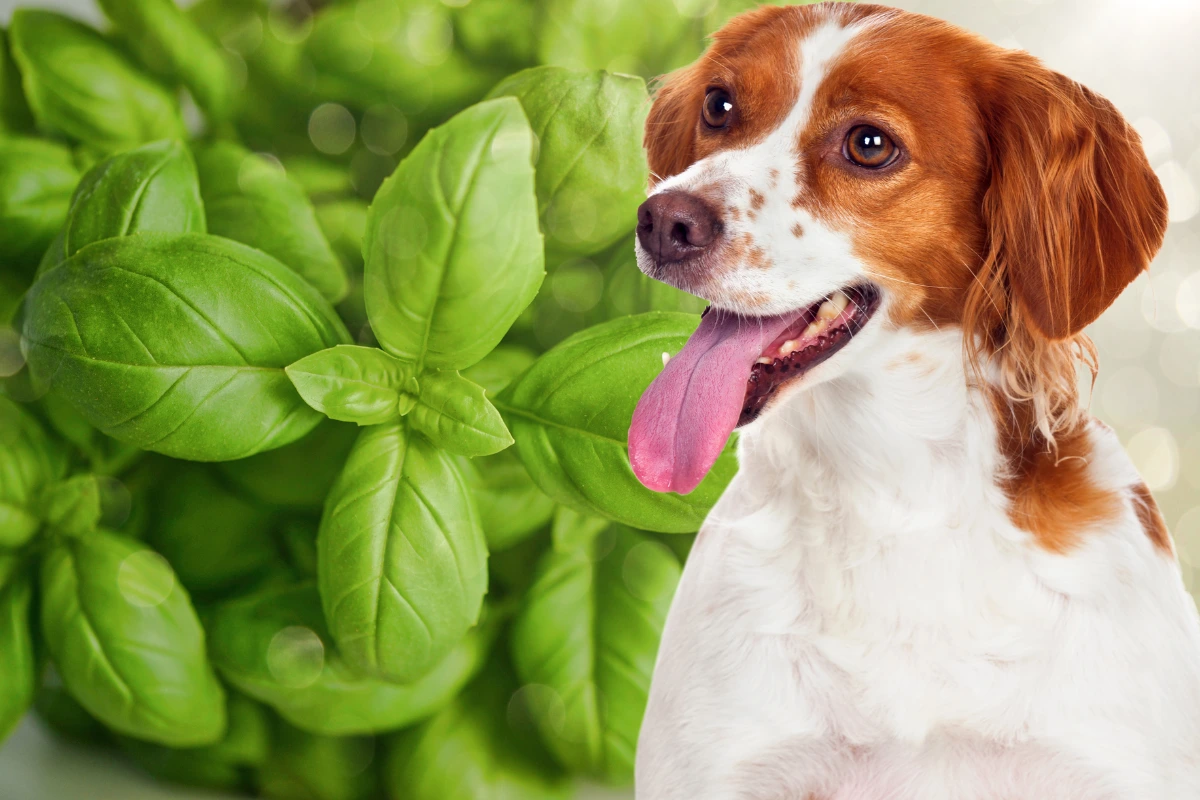 Cachorro Pode Comer Manjericão