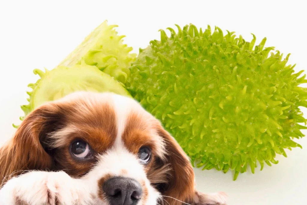 Cachorro Pode Comer Maxixe 