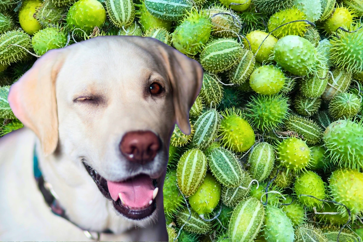 Cachorro Pode Comer Maxixe