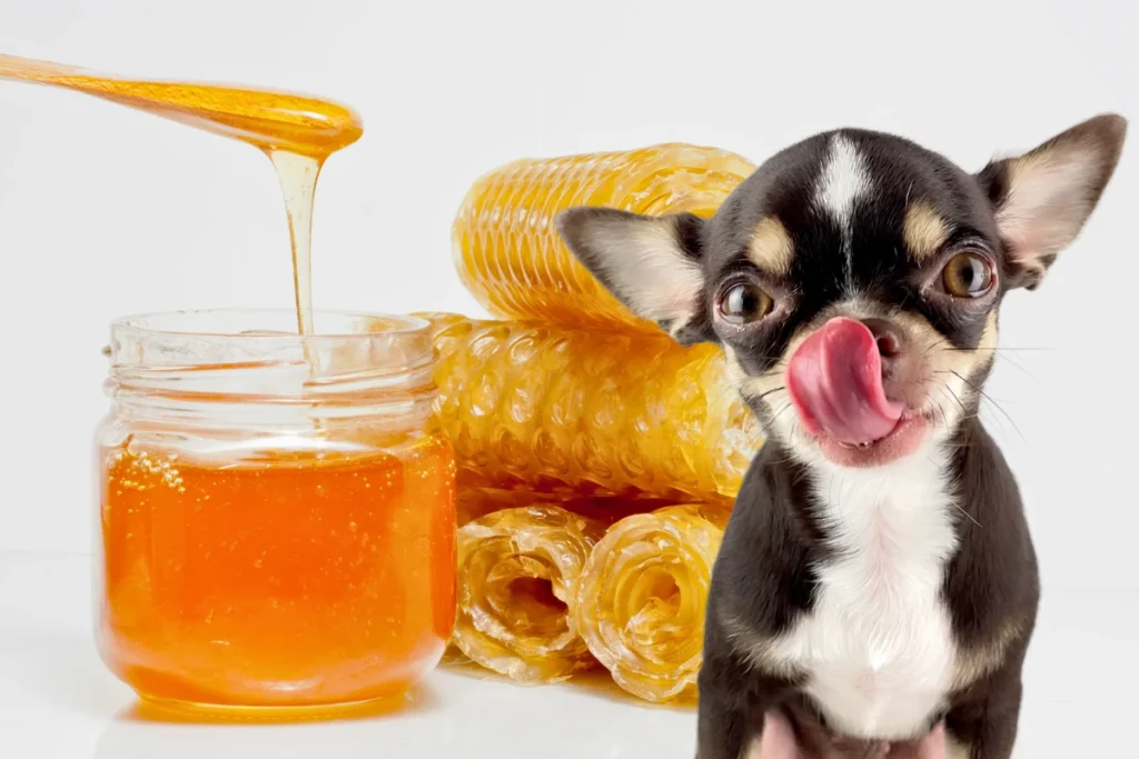 Cachorro Pode Comer Mel