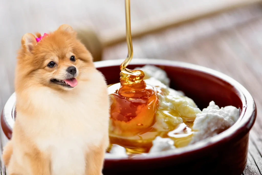Cachorro Pode Comer Mel