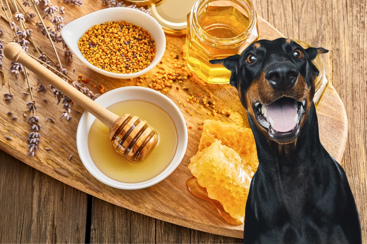 Cachorro Pode Comer Mel