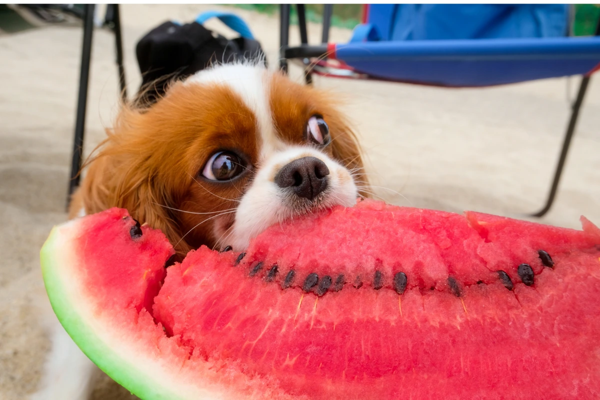 Cachorro Pode Comer Melancia