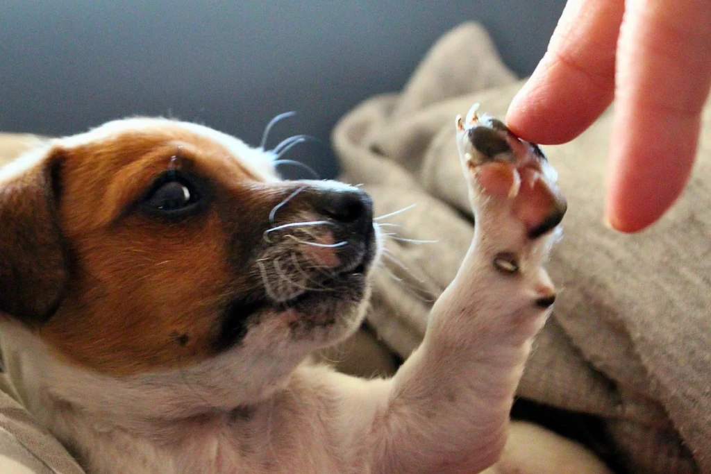 Cachorro Pode Comer Moela