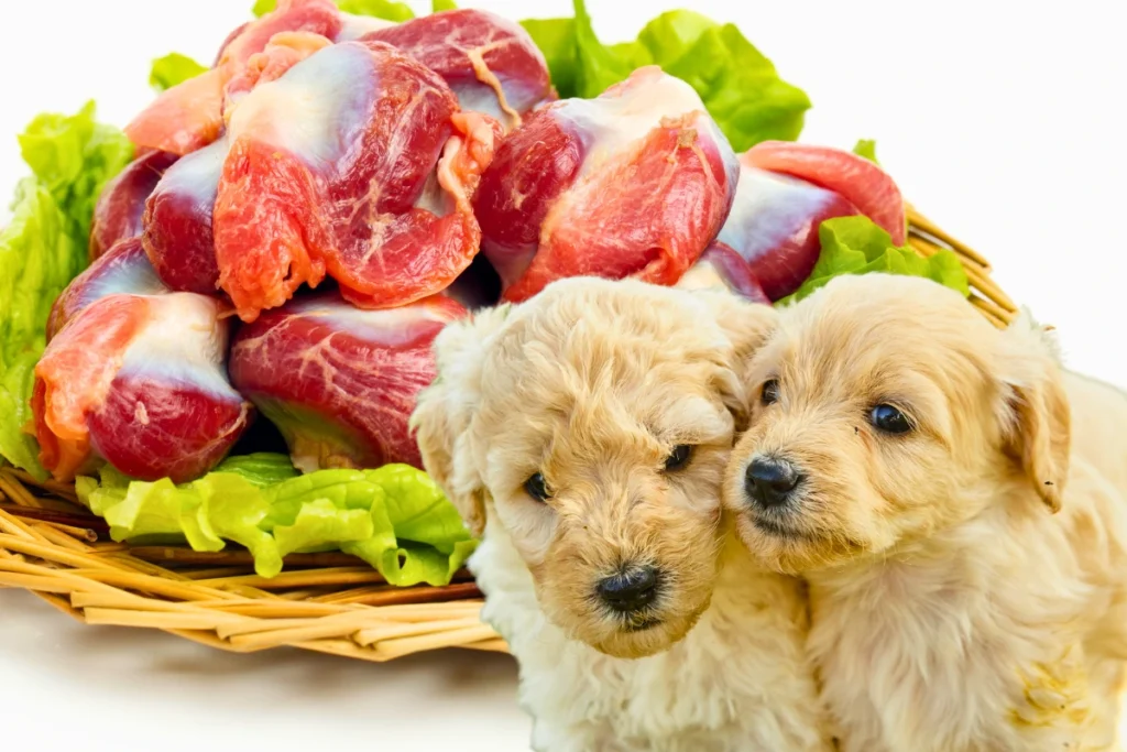 Cachorro Pode Comer Moela