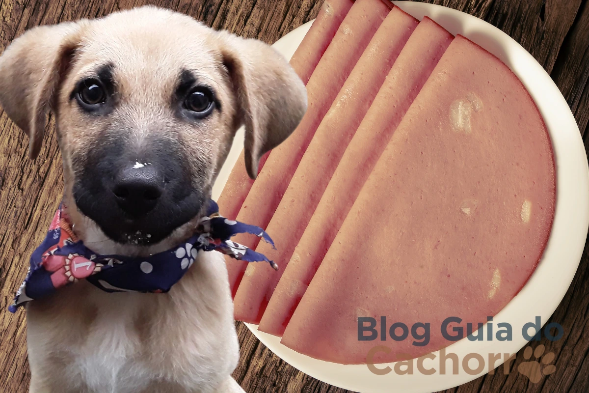 Cachorro Pode Comer Mortadela