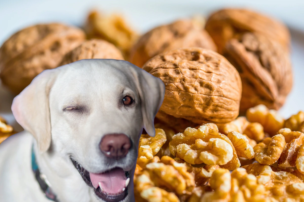 Cachorro Pode Comer Nozes