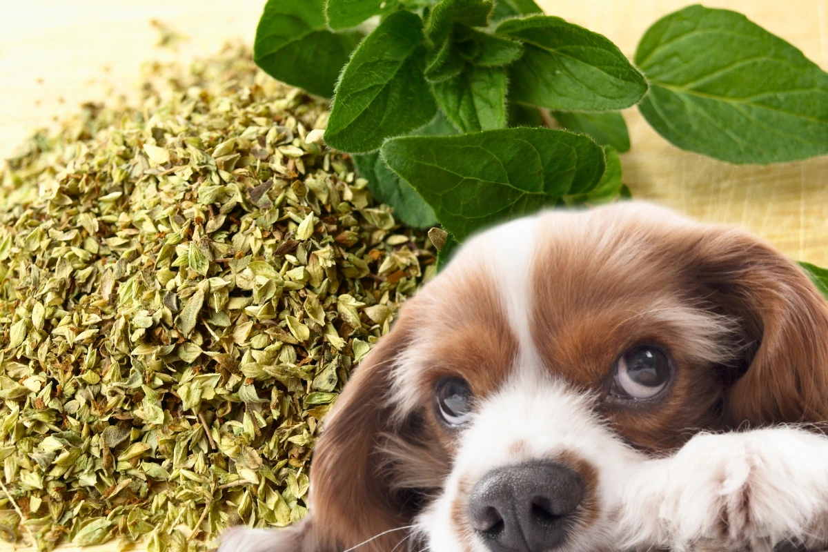 Cachorro Pode Comer Oregano