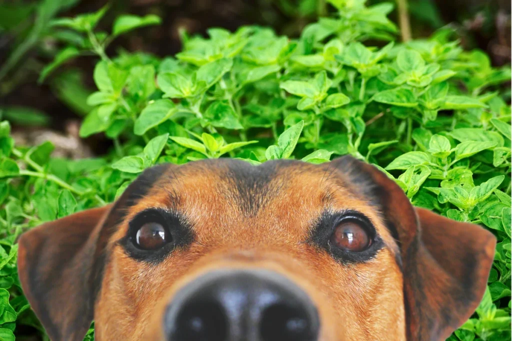 Cachorro Pode Comer Oregano