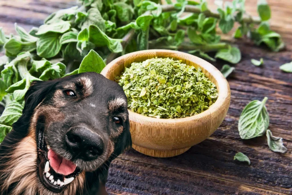 Cachorro Pode Comer Oregano