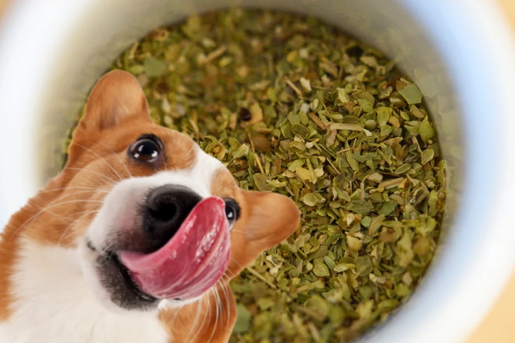 Cachorro Pode Comer Oregano
