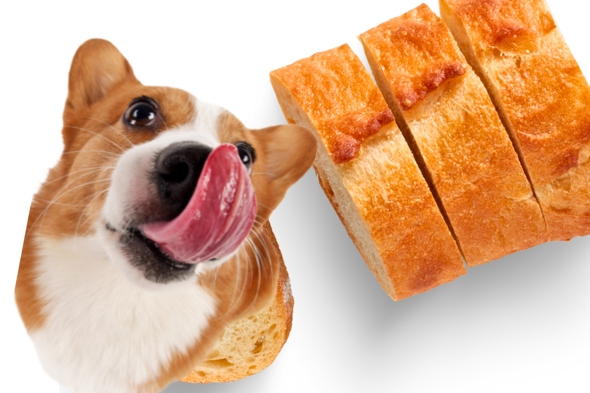 Cachorro Pode Comer Pão