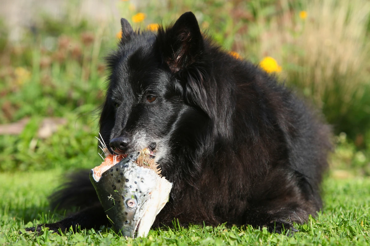 Cachorro Pode Comer Peixe