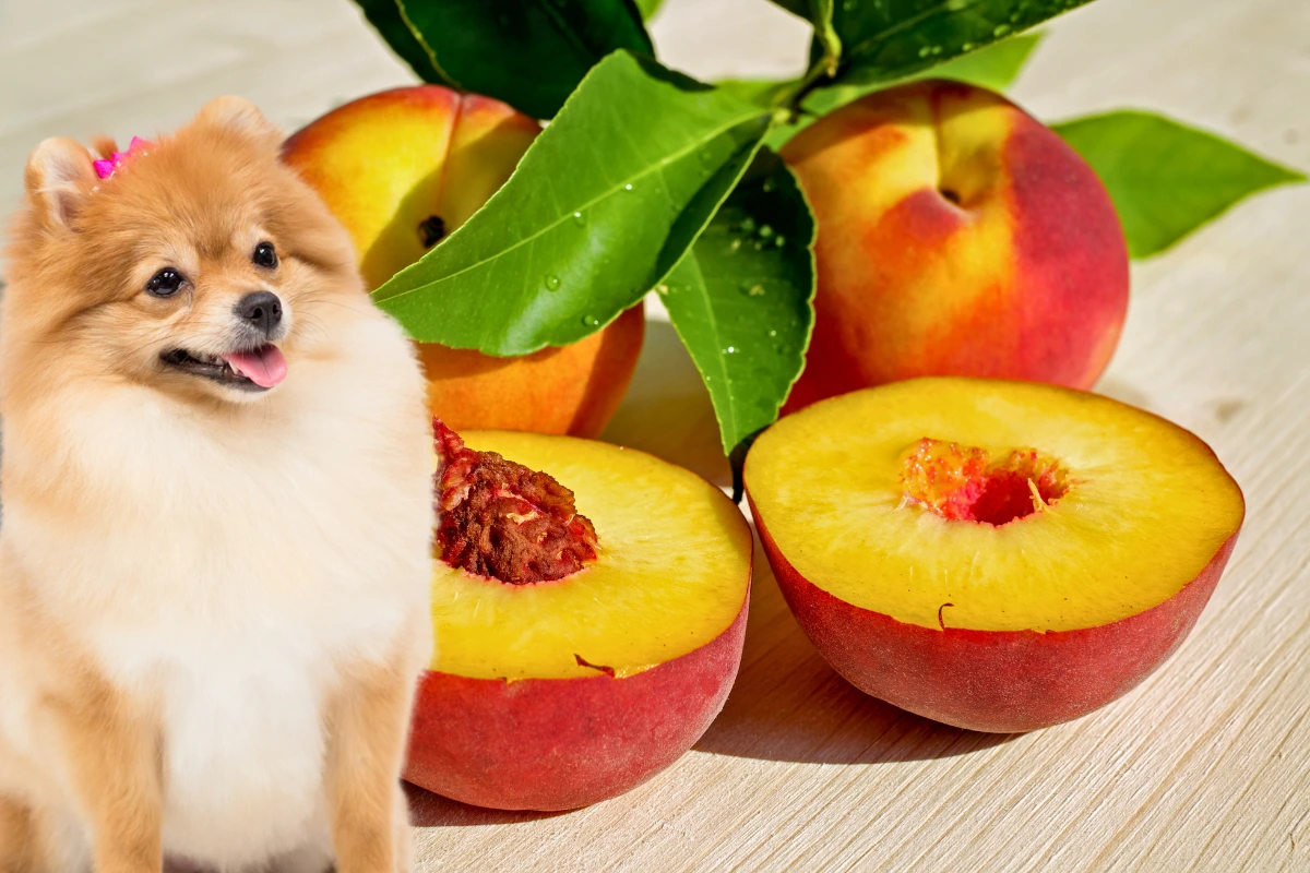 Cachorro Pode Comer Pêssego