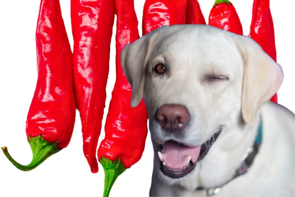 Cachorro Pode Comer Pimenta