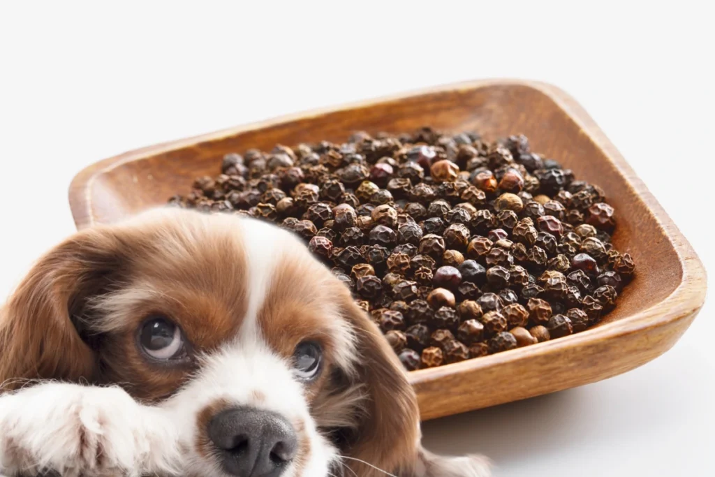Cachorro Pode Comer Pimenta