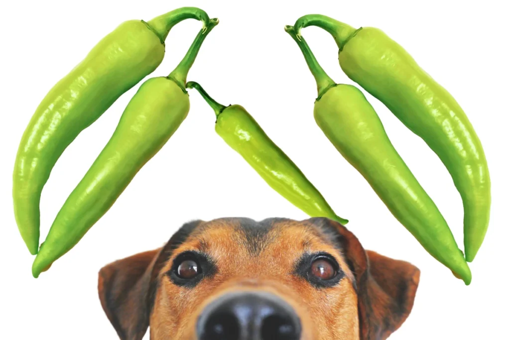 Cachorro Pode Comer Pimenta