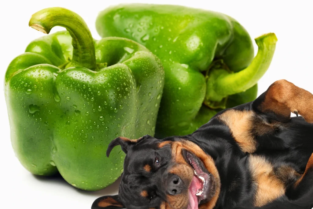 Cachorro Pode Comer Pimentão