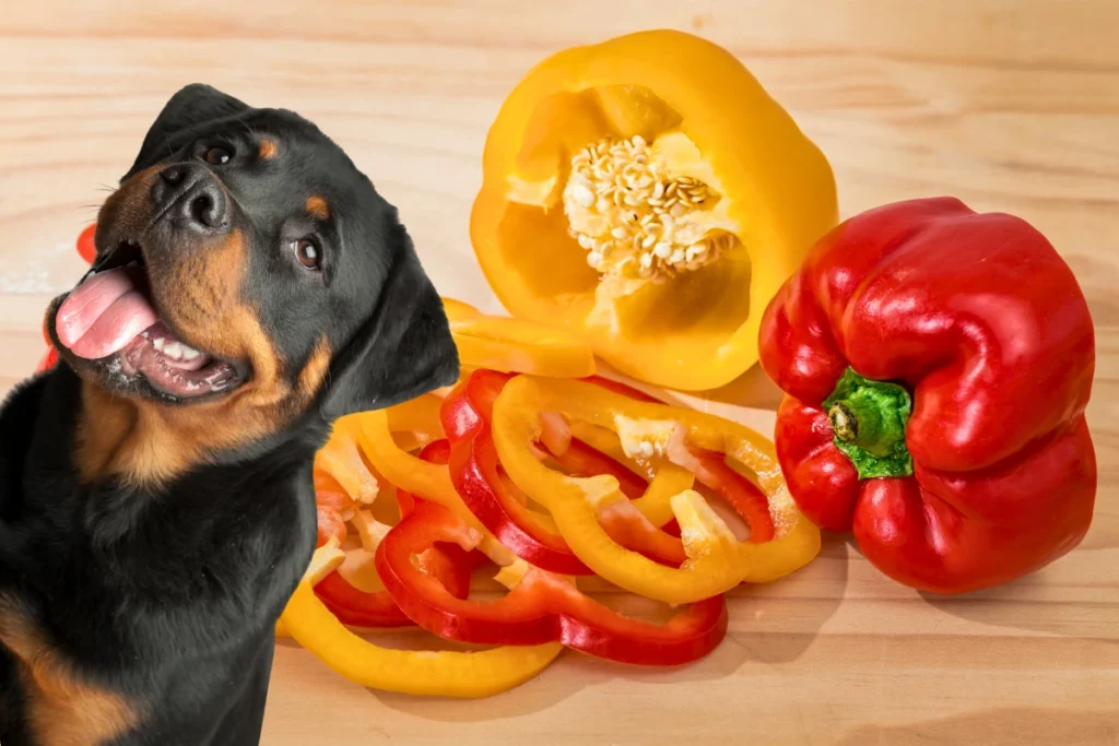 Cachorro Pode Comer Pimentão
