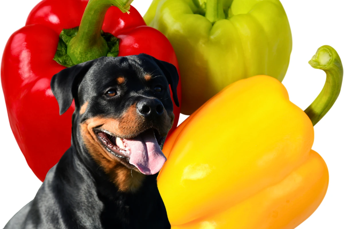 Cachorro Pode Comer Pimentão