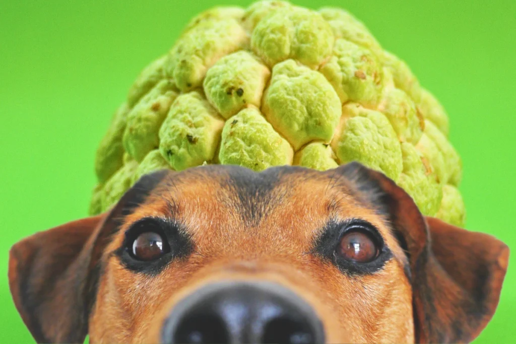 Cachorro Pode Comer Pinha