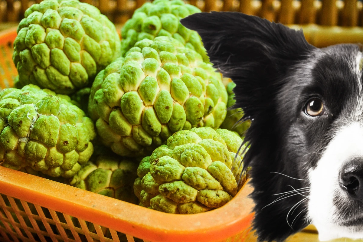 Cachorro Pode Comer Pinha