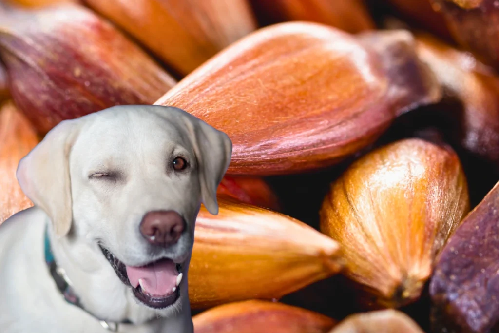 Cachorro Pode Comer Pinhão