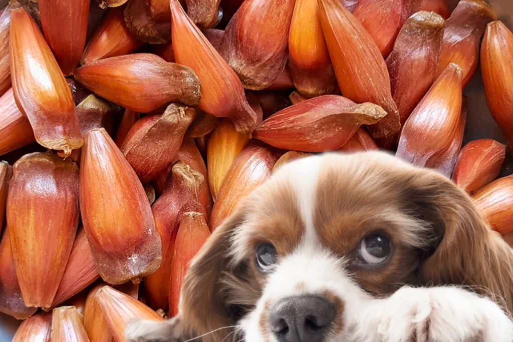 Cachorro Pode Comer Pinhão