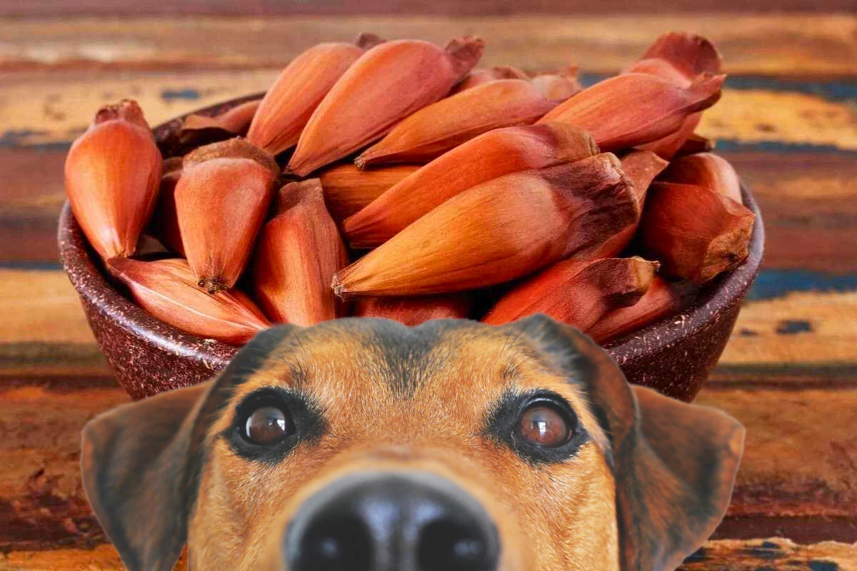 Cachorro Pode Comer Pinhão