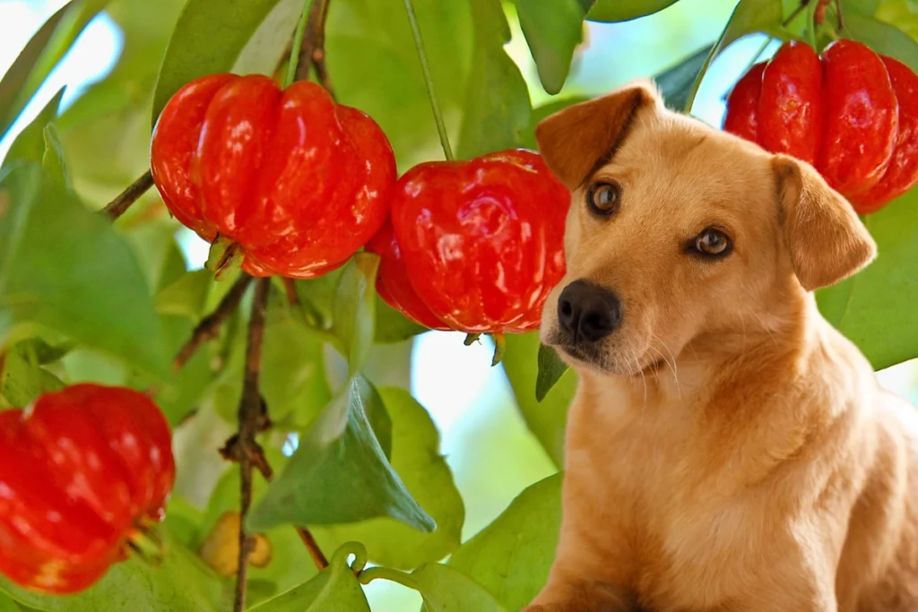 Cachorro Pode Comer Pitanga
