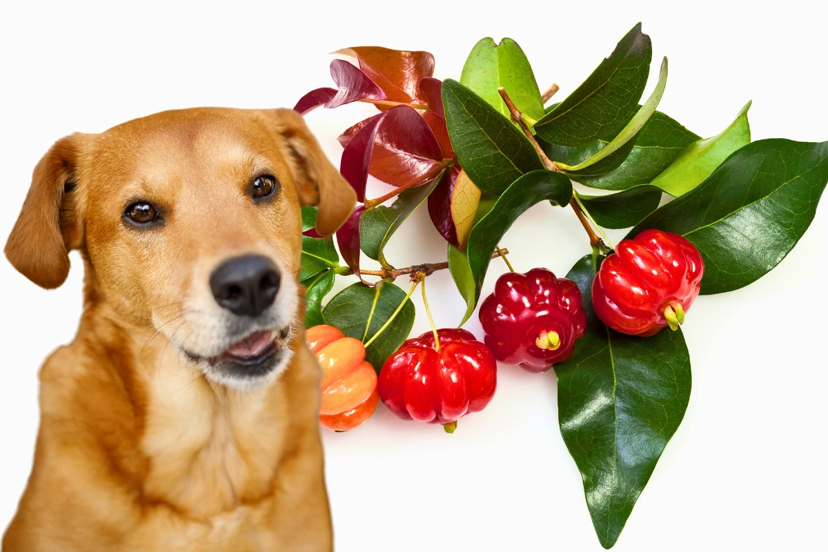 Cachorro Pode Comer Pitanga