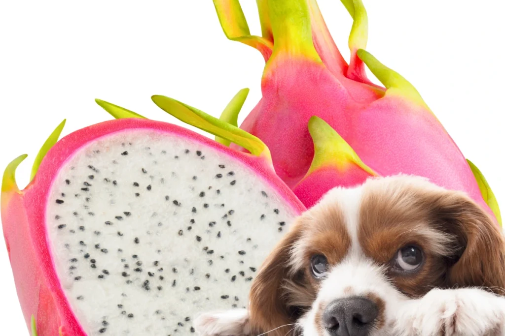 Cachorro Pode Comer Pitaya