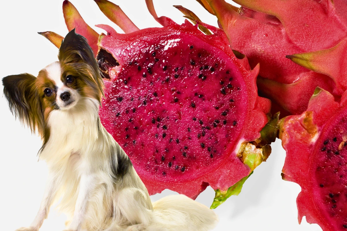 Cachorro Pode Comer Pitaya