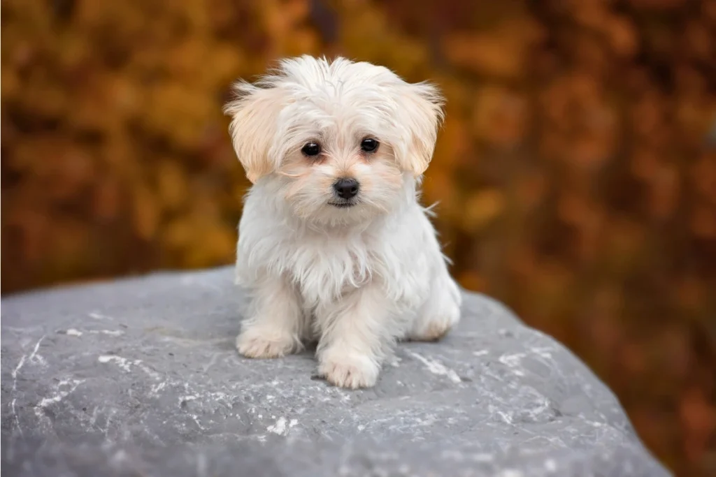 Cachorro Pode Comer Presunto