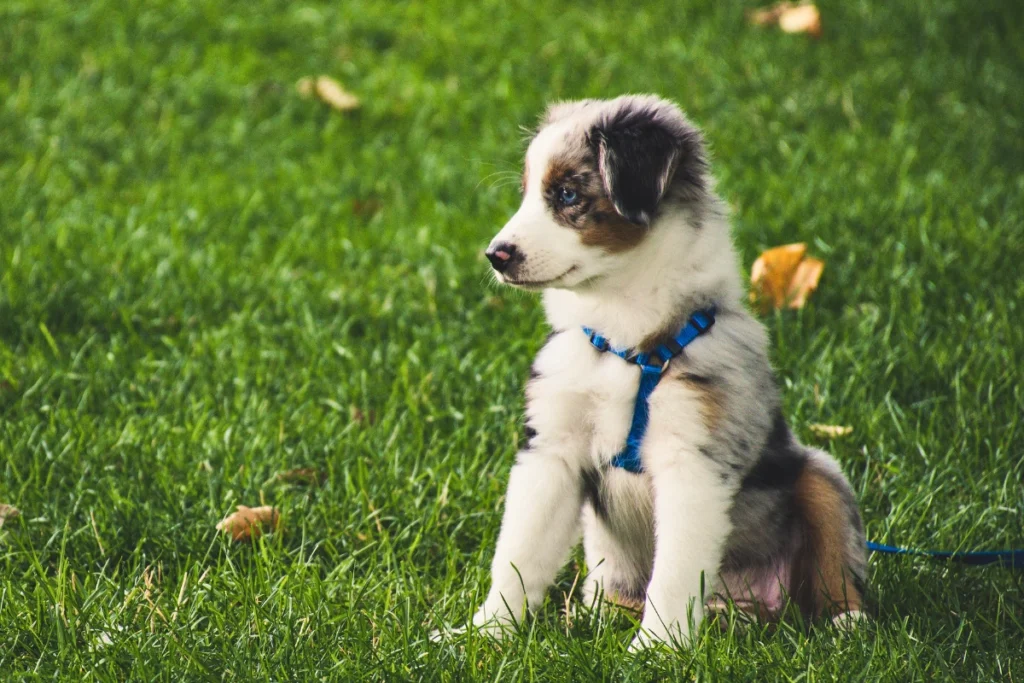 Cachorro Pode Comer Presunto