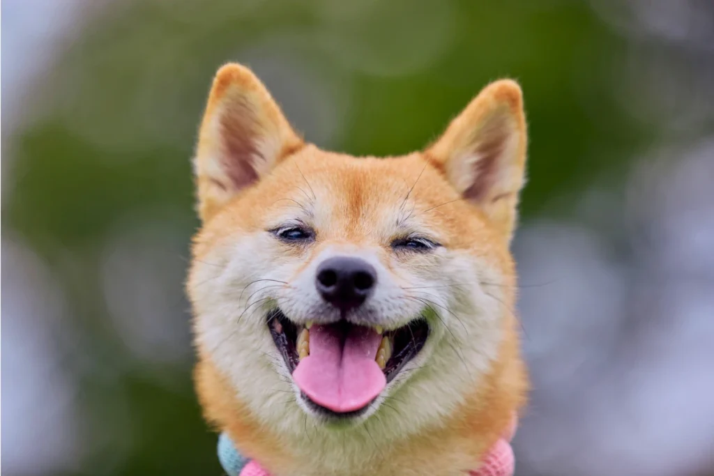 Cachorro Pode Comer Presunto