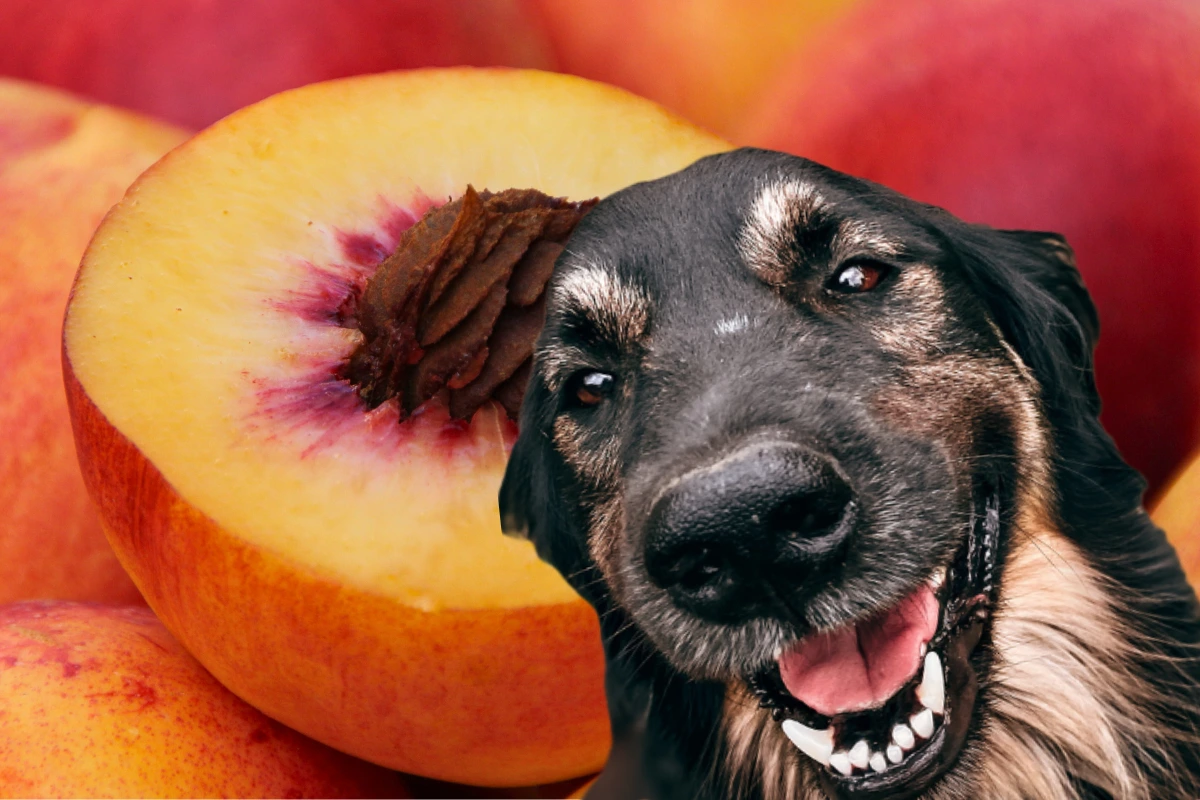 Cachorro Pode Comer Pupunha