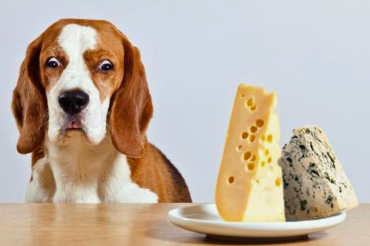 Cachorro Pode Comer Queijo