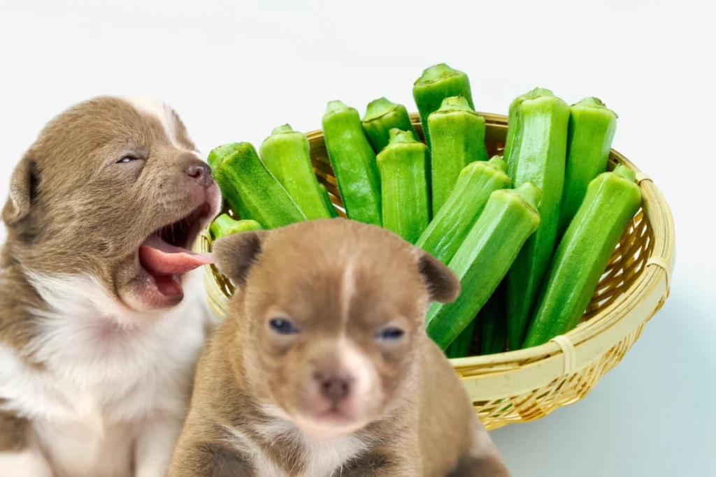 Cachorro Pode Comer Quiabo