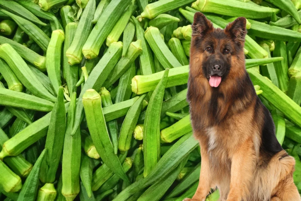 Cachorro Pode Comer Quiabo
