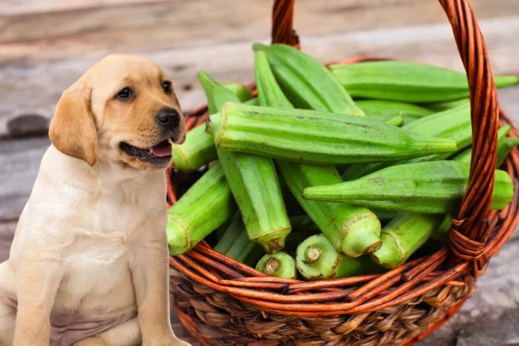 Cachorro Pode Comer Quiabo