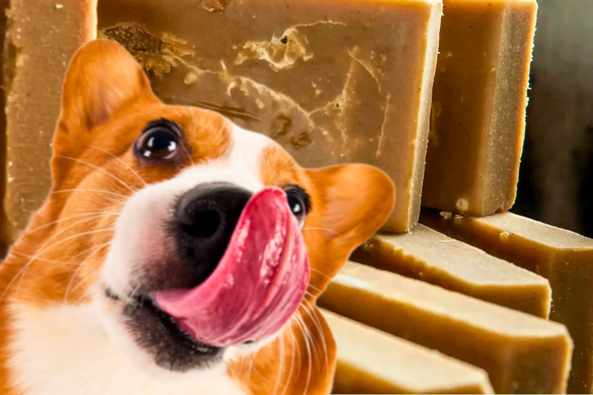 Cachorro Pode Comer Rapadura