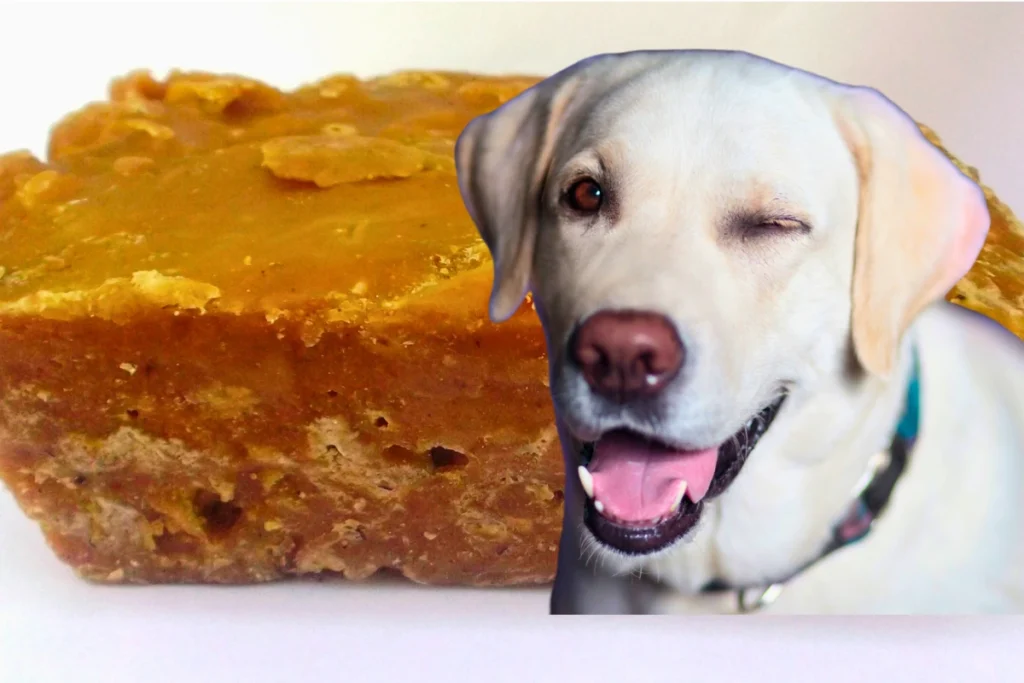 Cachorro Pode Comer Rapadura