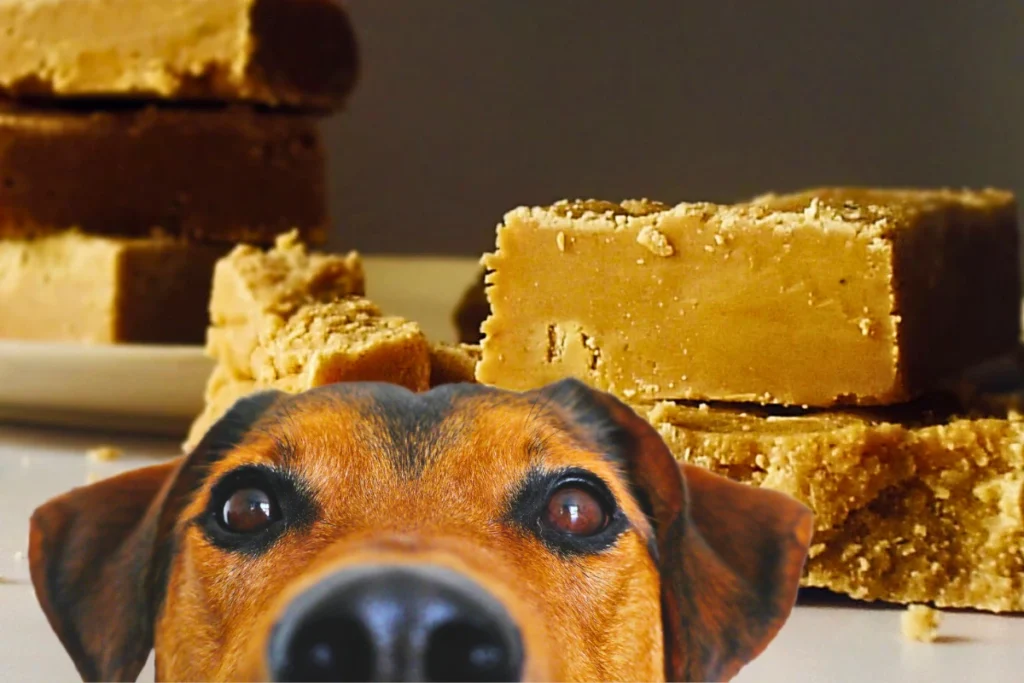 Cachorro Pode Comer Rapadura