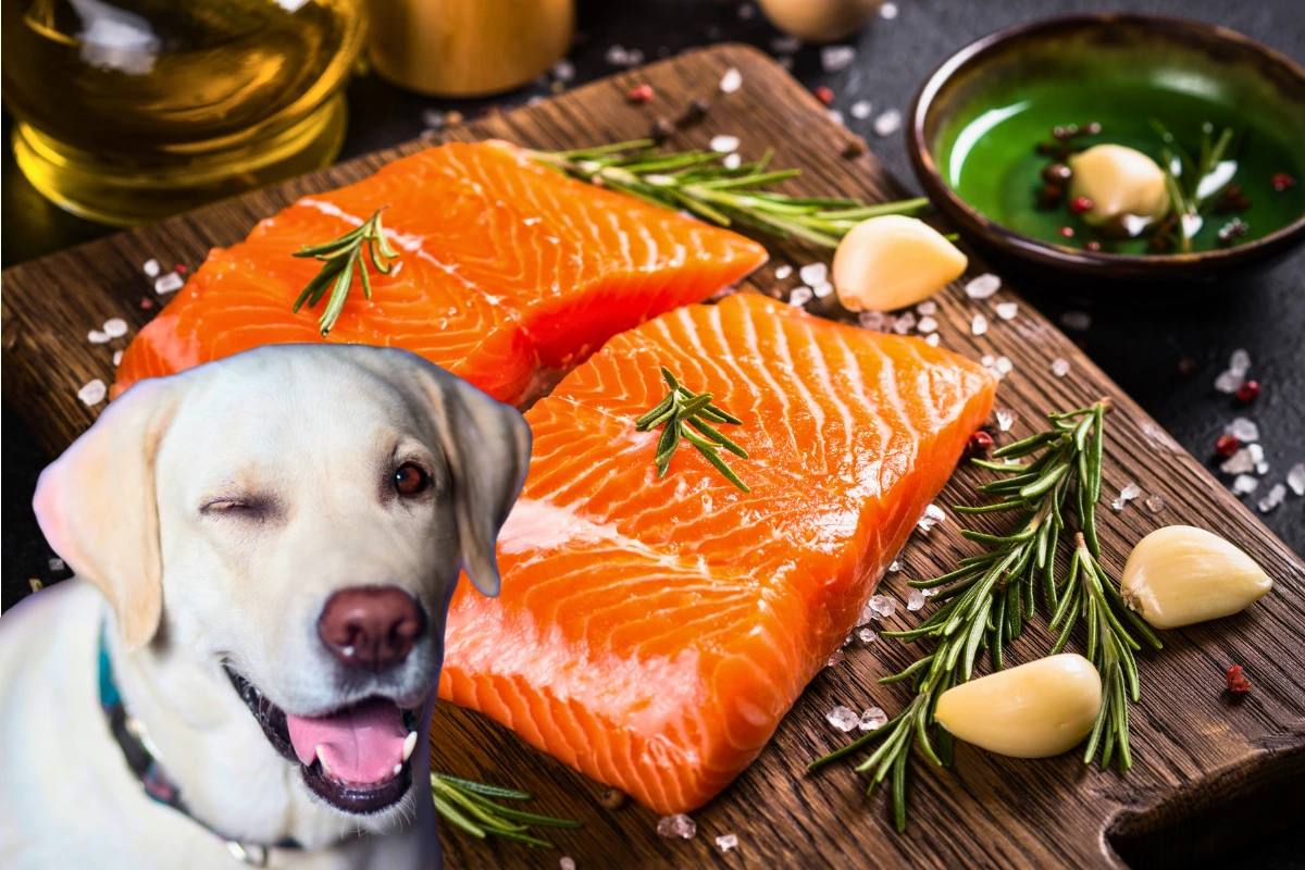 Cachorro Pode Comer Salmão
