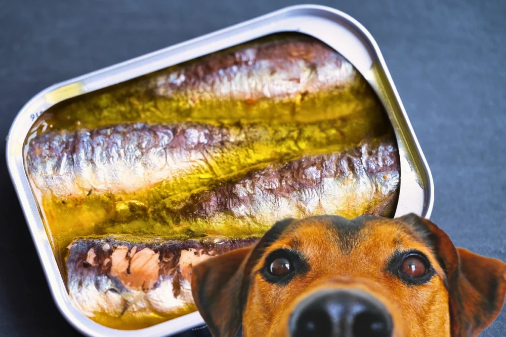 Cachorro Pode Comer Sardinha